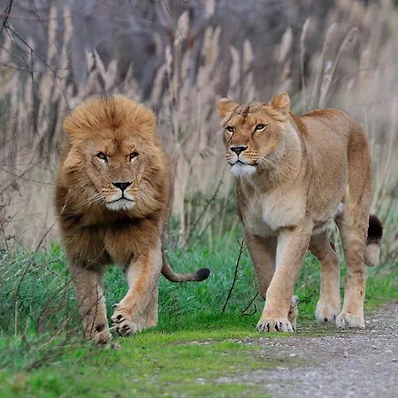 La Barbacane Pensión